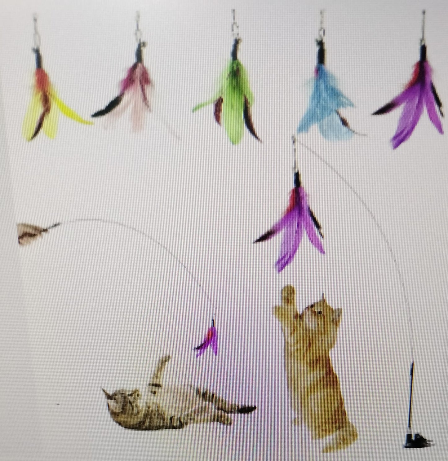 feather toy cats and dogs