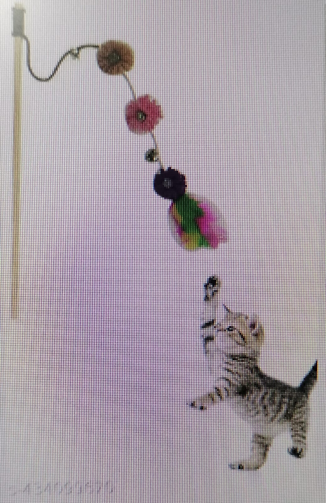 feather toy cats and dogs